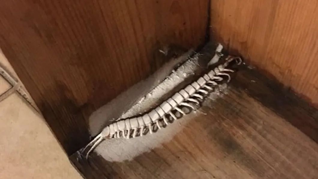 当蜈蚣遇到南方蟑螂会怎样,南方的大蟑螂有多可怕