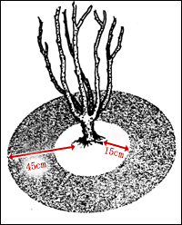 玫瑰不容易种活,玫瑰种植易养活