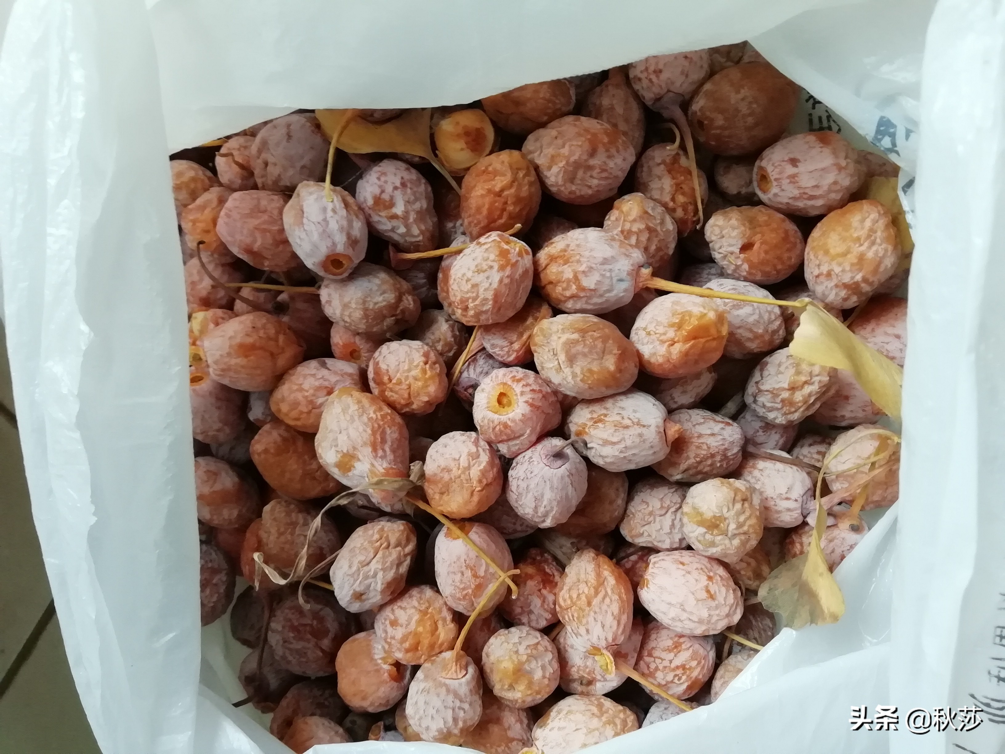 深秋拾黄叶,苏州收白果