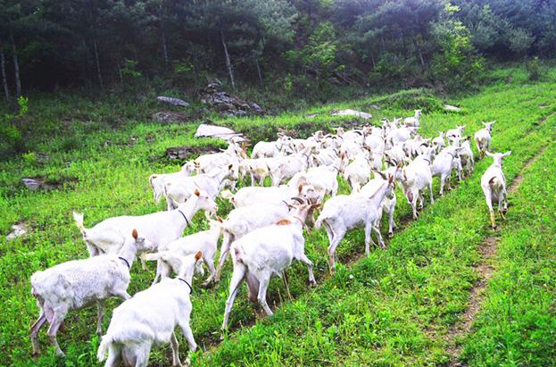 新风口大会推荐企业：志羊乳业告诉您羊奶不为人熟知的12种功效