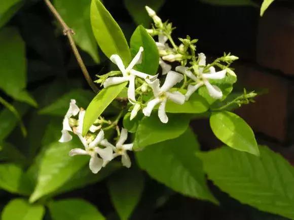 百花图谱大全100幅,工笔百花图谱100种