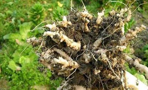感染了根结线虫的植株怎么治愈,根结线虫危害症状图片叶片