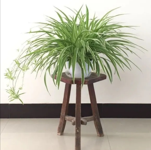 人养花花养人养花养出好心情,适合家养的盆栽花卉大全