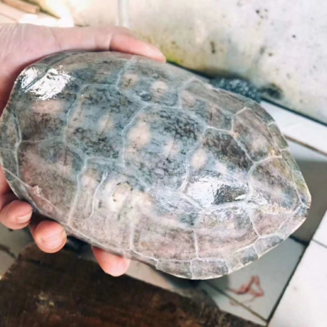 自制龟苓膏教程,自制龟苓膏的博主