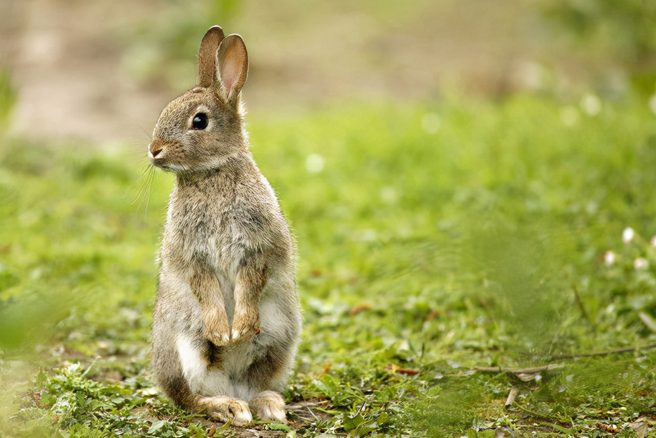 兔子眼睛蓝了是怎么回事,兔子的眼睛流水