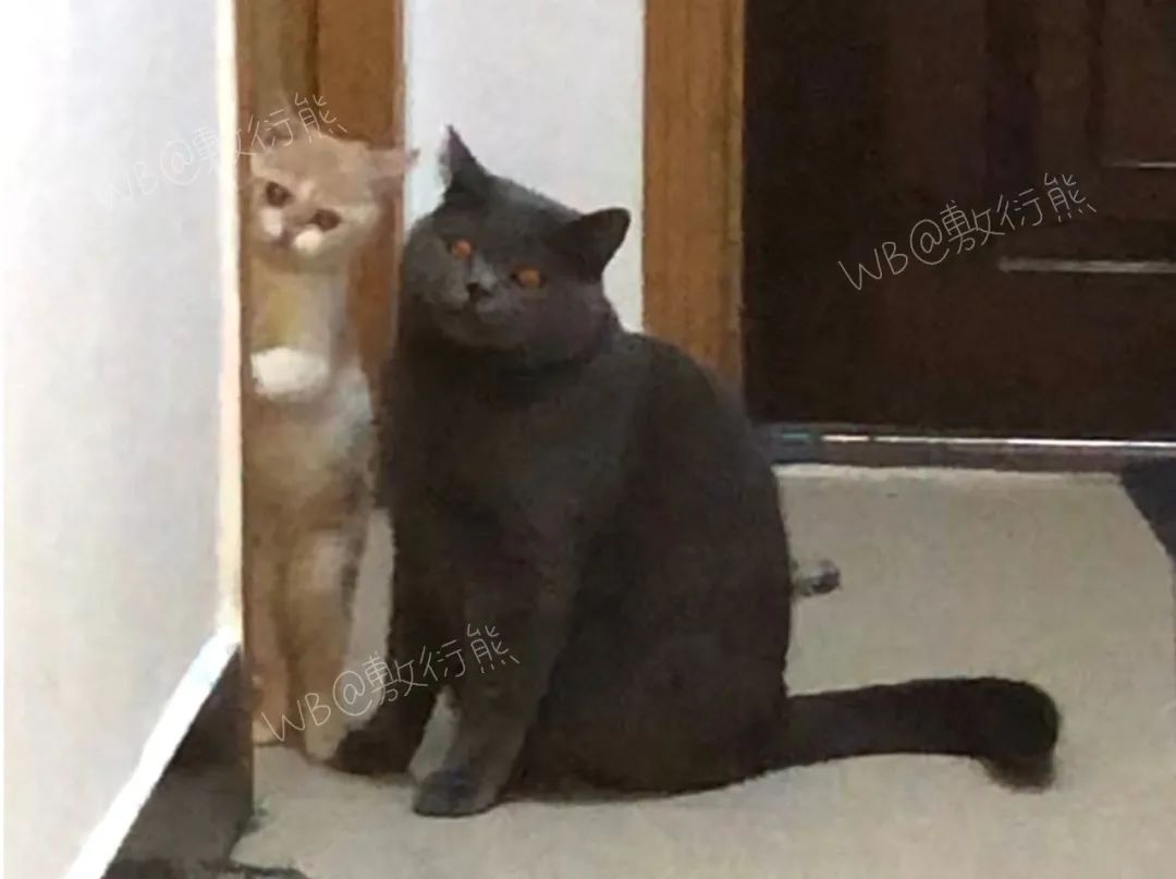 猫是只好猫，但被网友这么一弄…哈哈哈哈哈没脸见人了