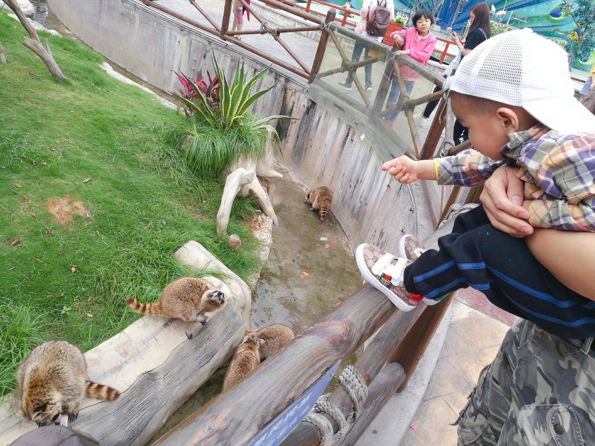 厦门灵玲动物王国游玩时间,五一去哪个动物园玩亲子一日游