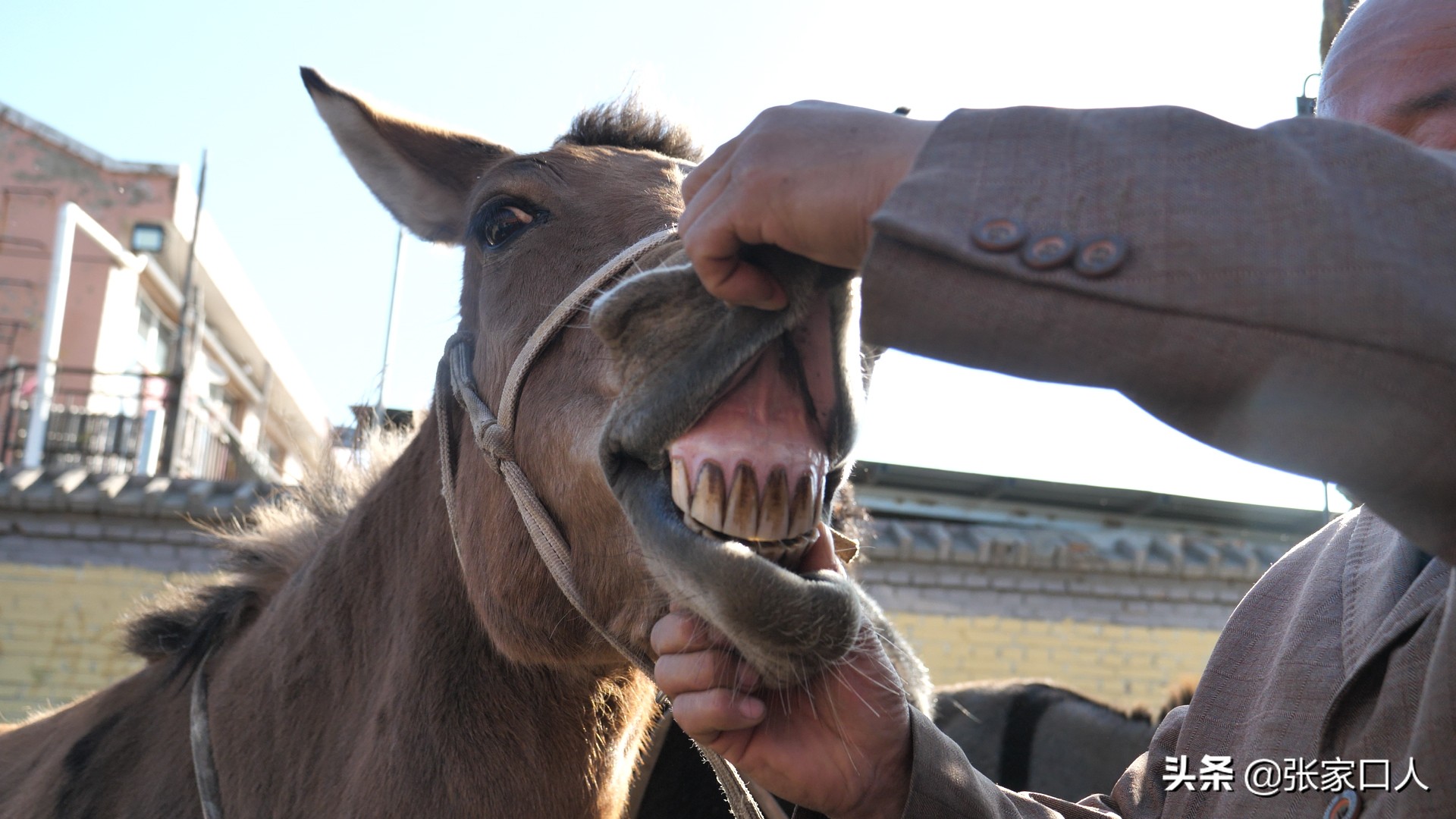 牙纪是古老的行业，在张北牲畜交易中心年轻人都在干，什么原因？