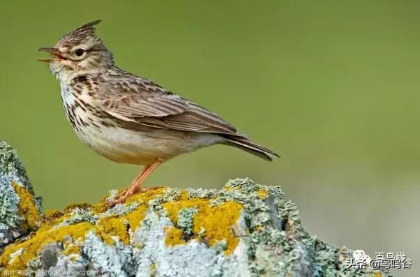 百灵鸟的日常管理,百灵鸟与其它鸟的区别