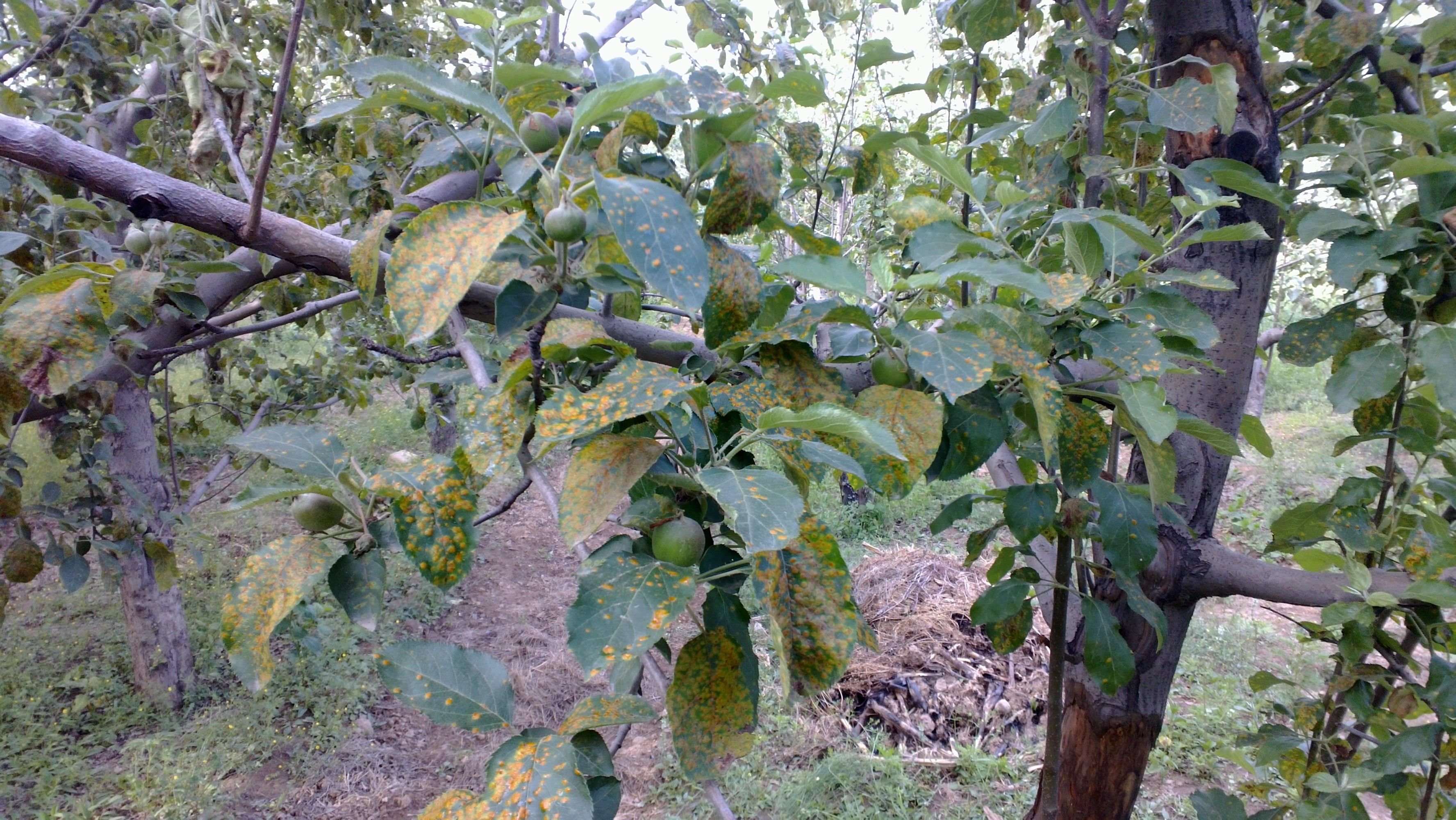 苹果树褐斑病的最佳治疗方法,如何预防和治疗苹果褐斑病