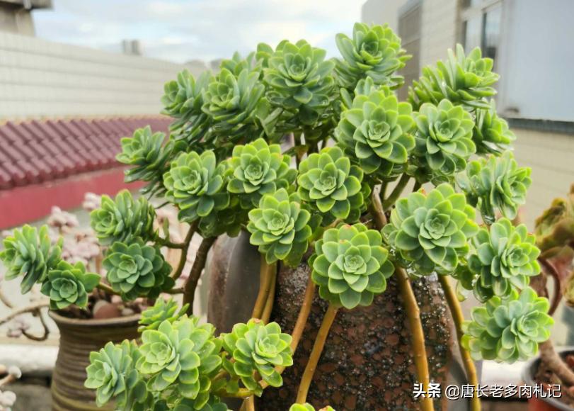 多肉上盆后一直不服盆怎么办,多肉阿伦培夏天上盆好服盆吗