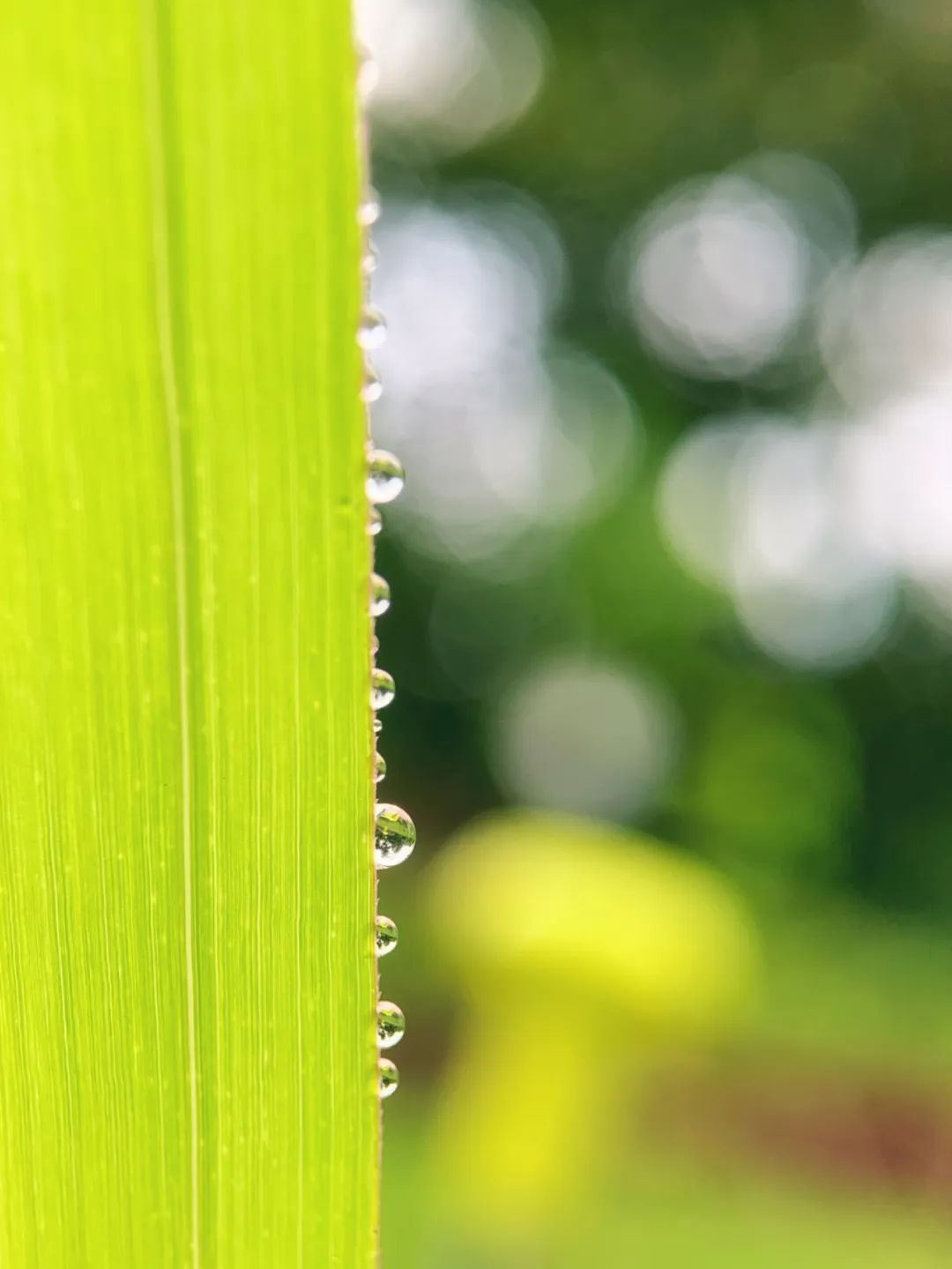 手机摄像头都有什么作用,手机各种摄像头有什么作用