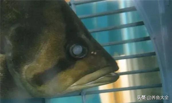 观赏鱼也有白内障，浅谈蒙眼病的防治