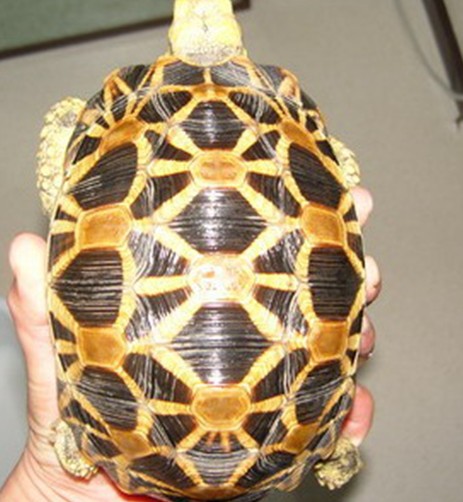 牢底坐穿系列,养一只就会坐牢,快看下你家有没有这些乌龟