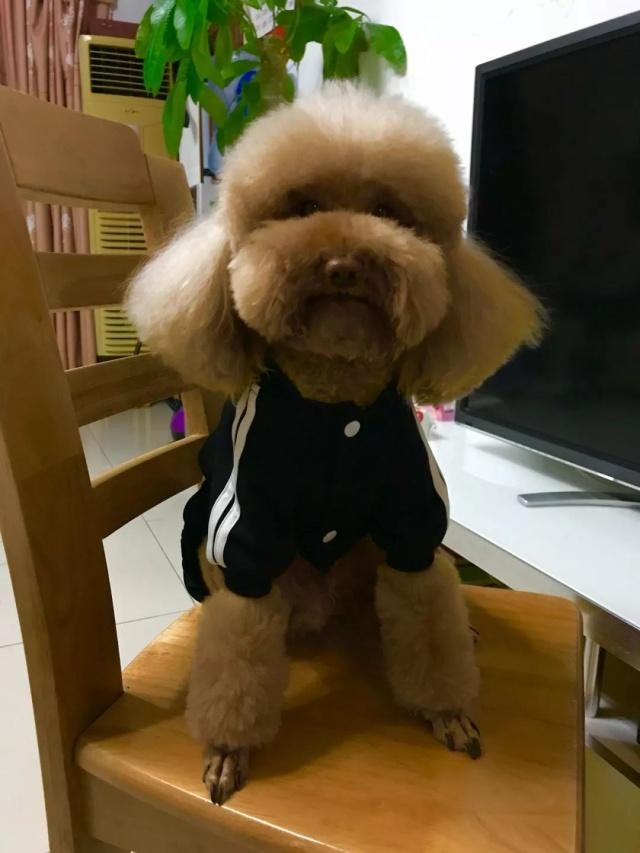 没有对比就没有伤害妆前妆后,泰迪的美容前后对比