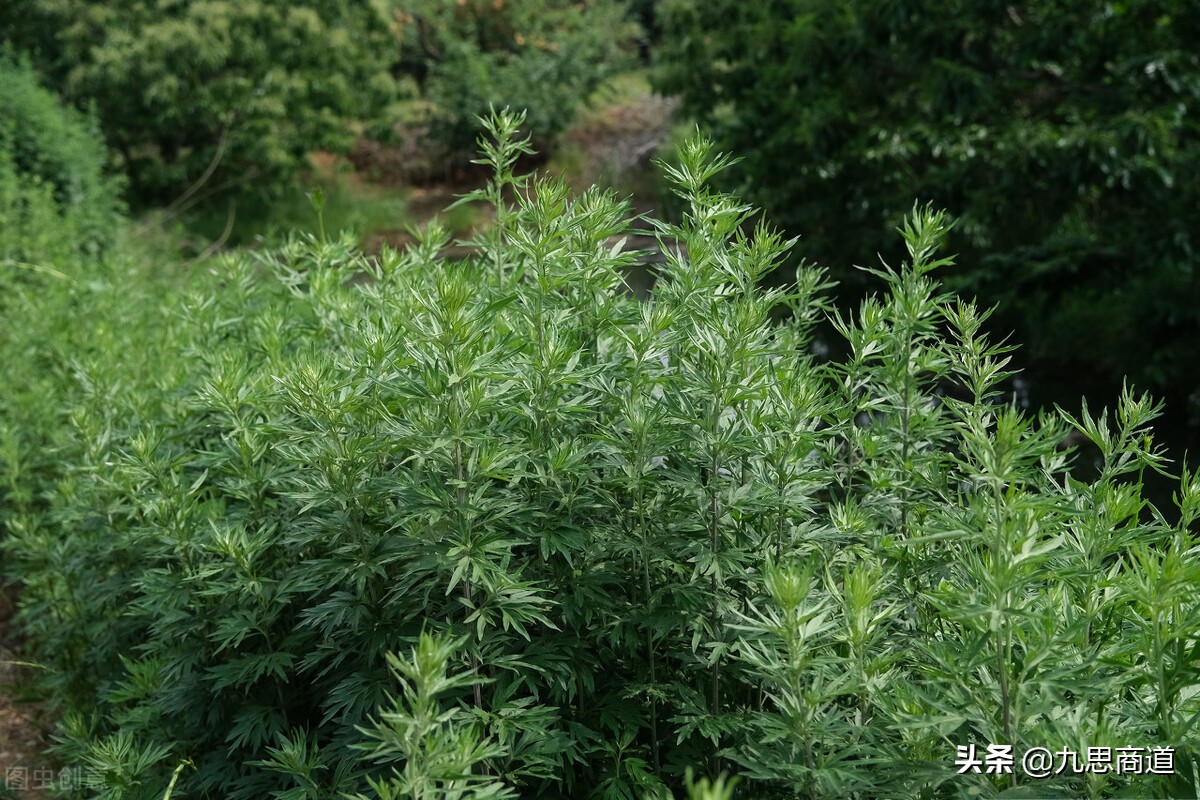 90后蕲艾销售千万,90后蕲艾销售额千万