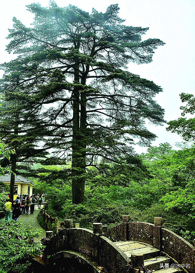 黄山的十大奇松介绍,黄山七十二峰