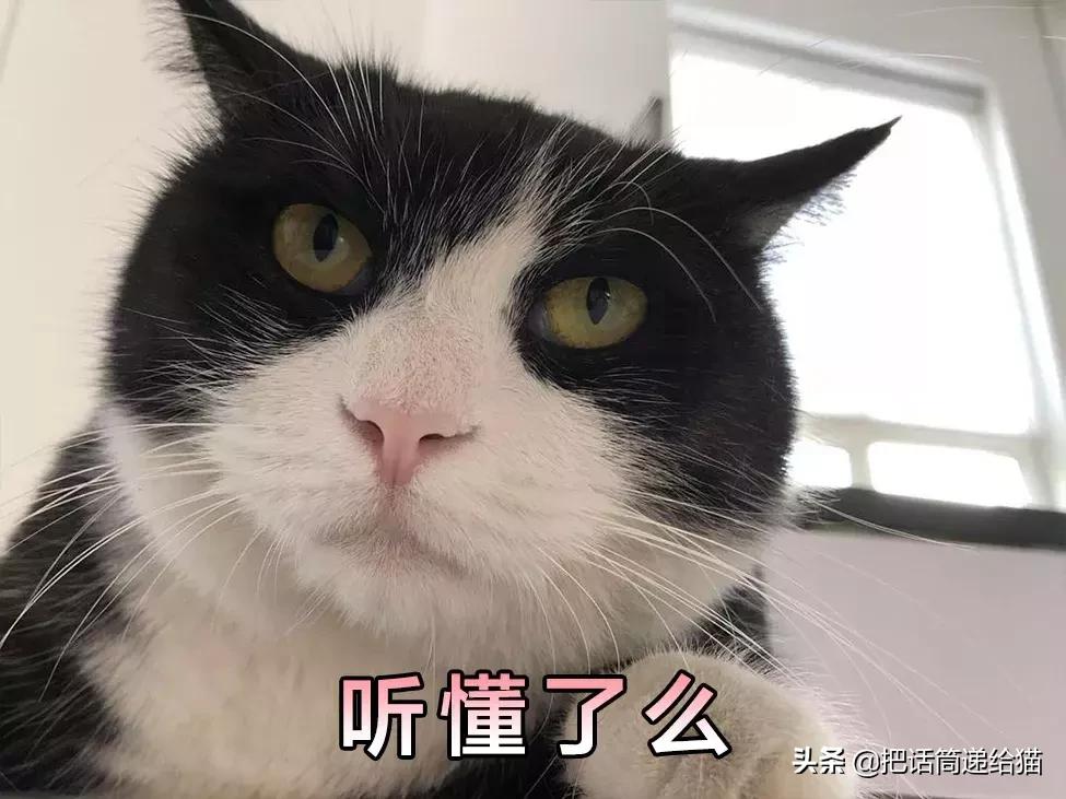 猫故事全集,猫故事小说