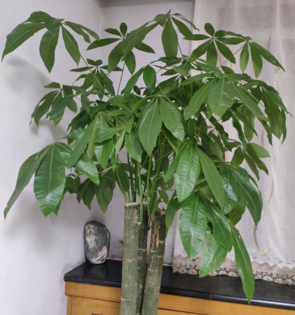 盆栽发财树怎么养长得好,发财树施什么肥叶绿根壮
