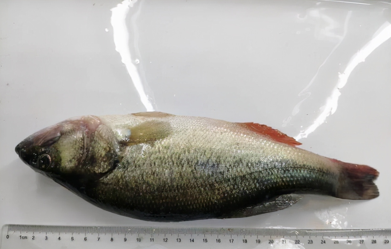 加州鲈鱼虹彩病毒症状及治疗方法