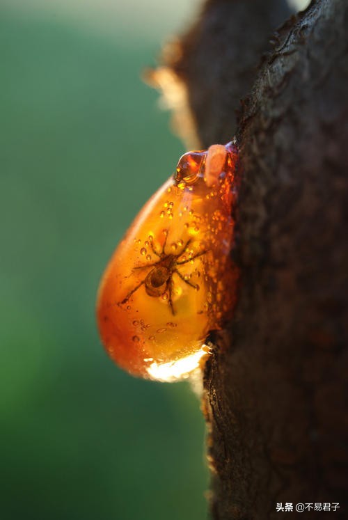美丽背后更多是辛酸,美丽背后的辛酸