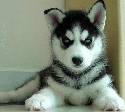 这几种高颜值狗狗你认识哪些,盘点最靠谱的狗狗看看你知道几种