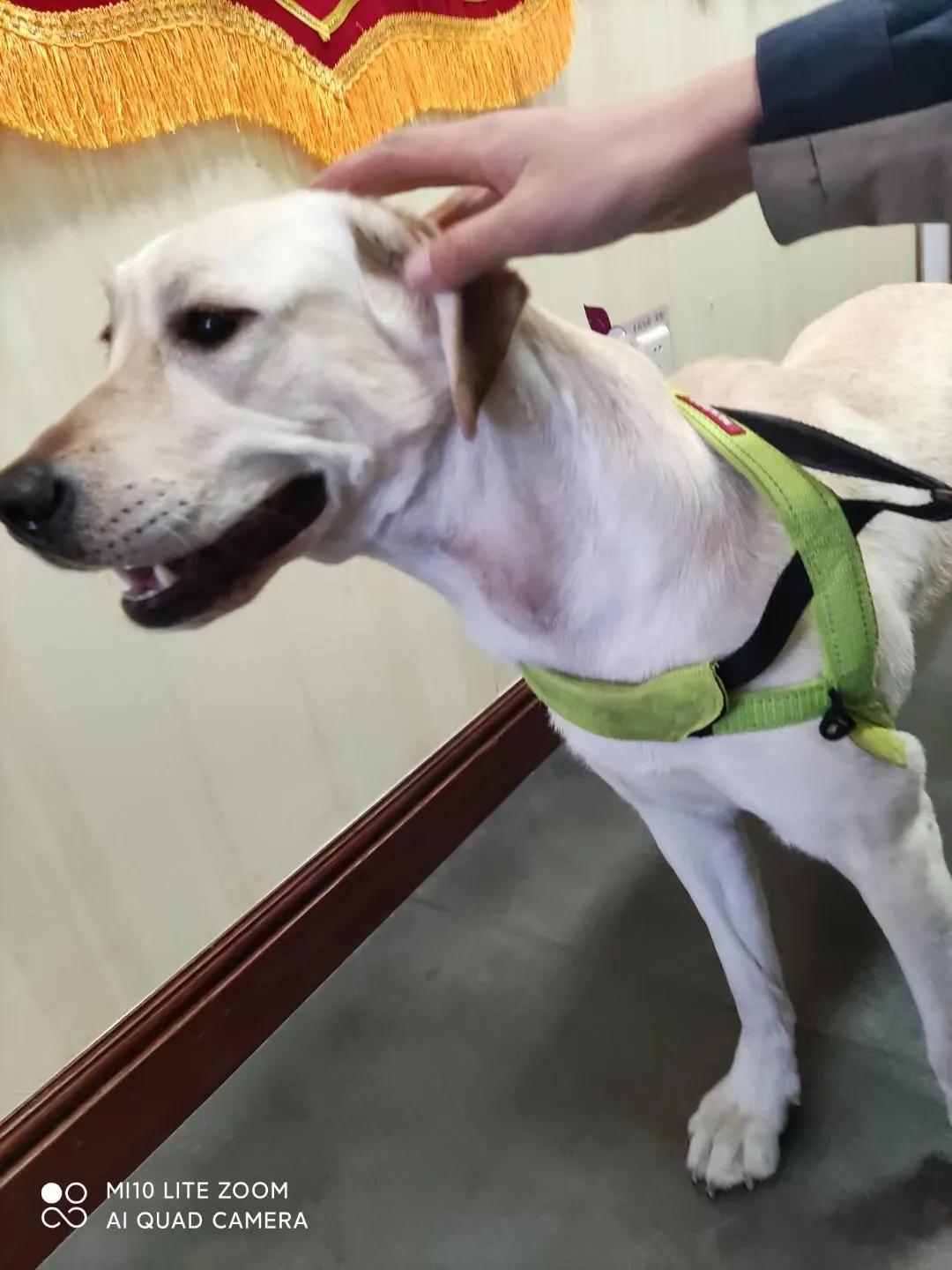 狗狗颈部有个包块是正常的吗,狗狗下巴有肿块用什么药治疗