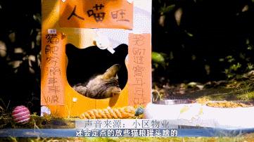 长沙阳光安置小区流浪猫,长沙有流浪猫的小区