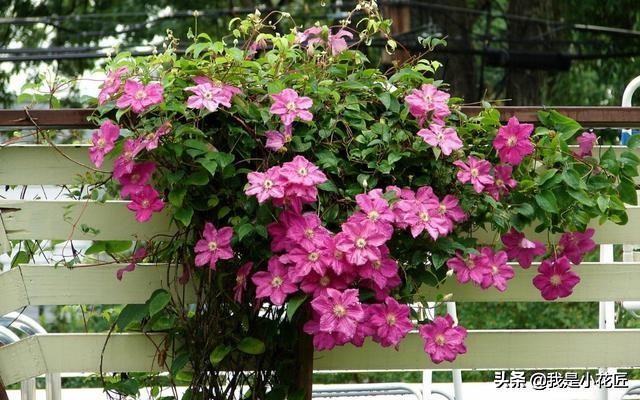 适合阳台种植的爬藤植物都有哪些,家庭阳台种什么爬藤植物比较好