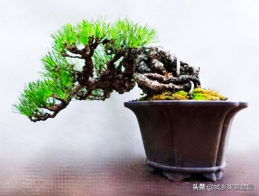 小黑松盆景的造型,黑松盆景各种造型名称及图片