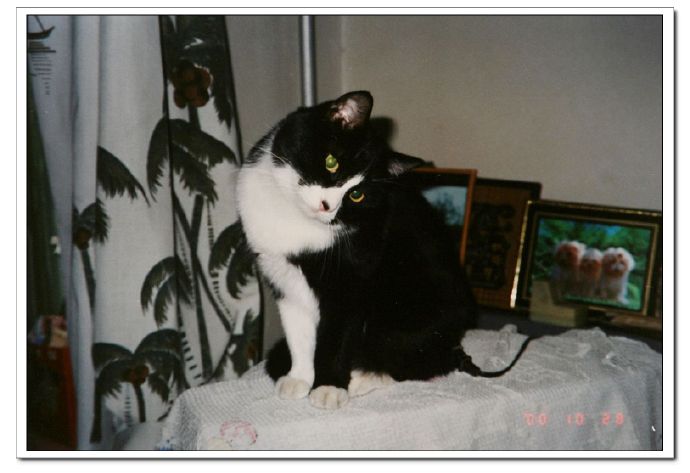 中国从古至今养猫的历史,各个时期猫对比图片