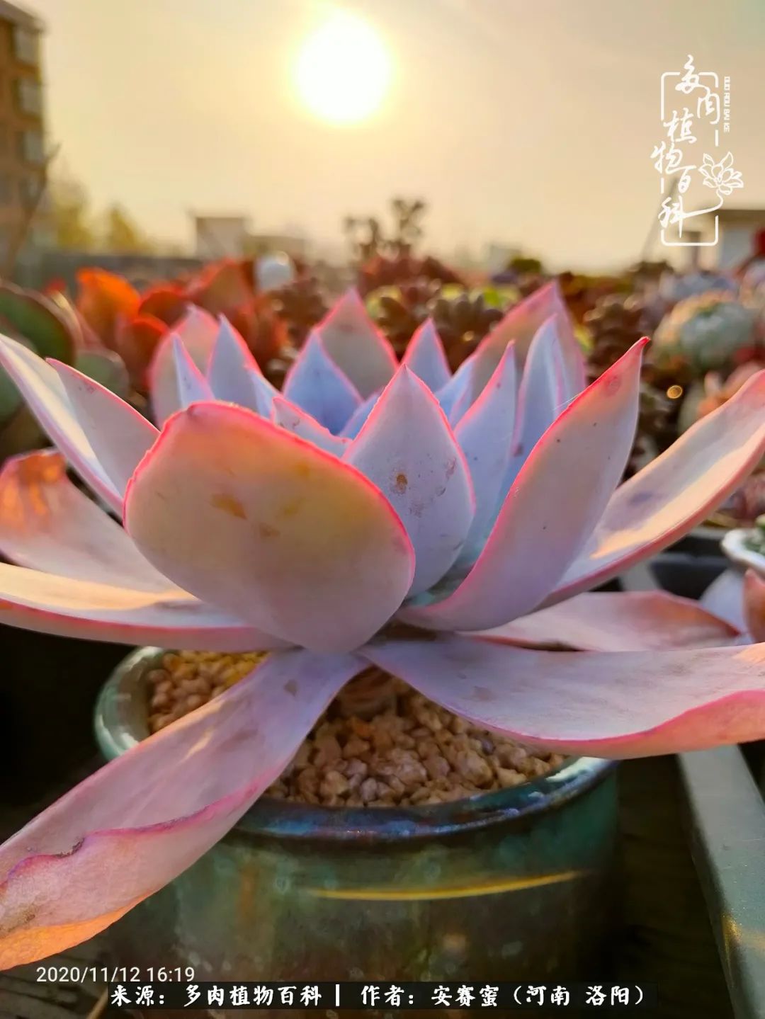 现在是多肉最美的季节,多肉最美的季节来啦