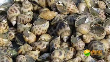 舟山海鲜代加工攻略,最全舟山海鲜攻略