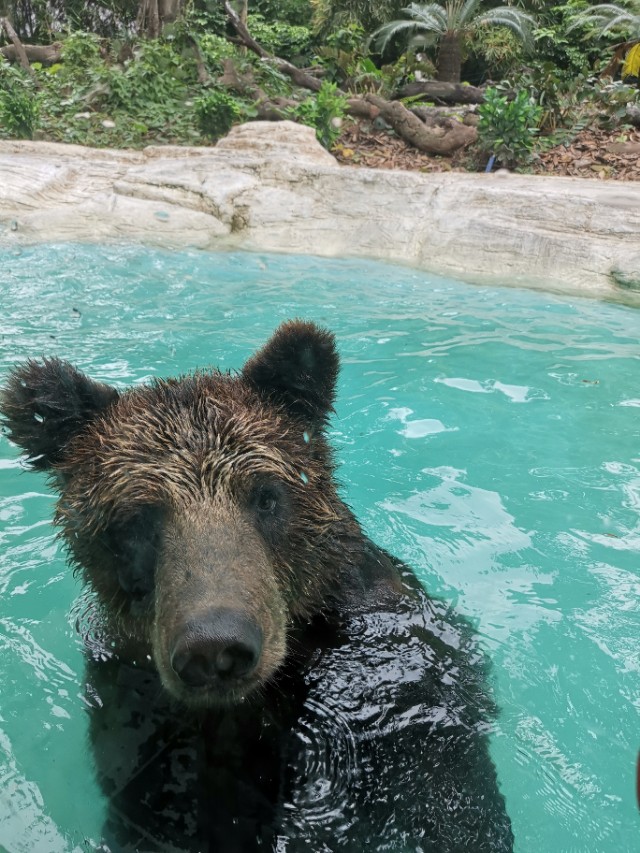 长隆野生动物园自驾车收费,长隆野生动物园儿童要票吗
