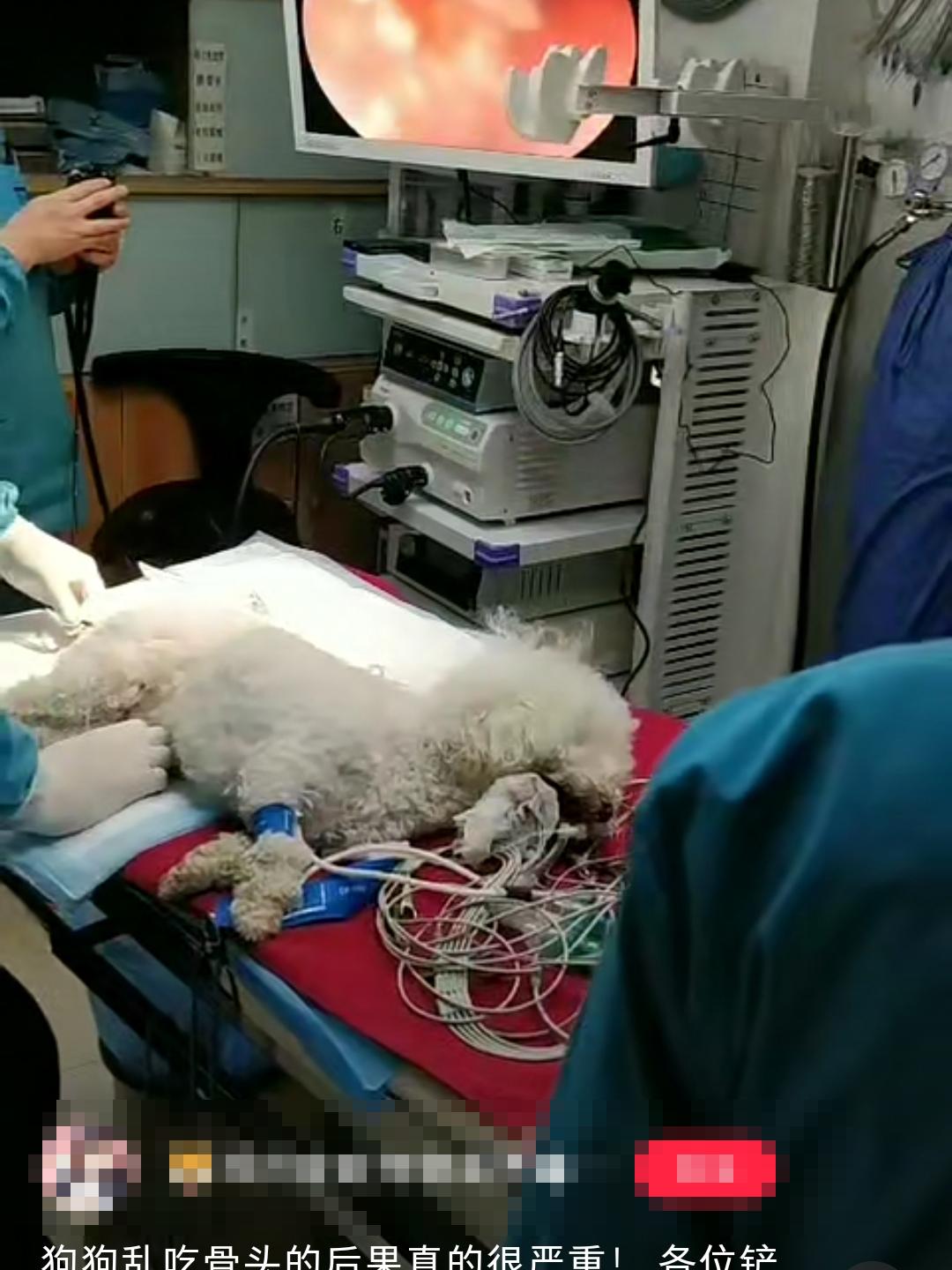 一个多月的小狗吃了骨头死掉了,三个月的小狗吃骨头一定死吗