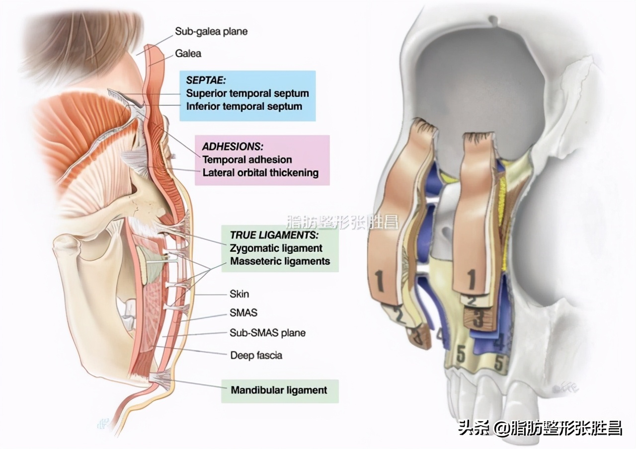 印第安皱纹,印第安纹去皱纹