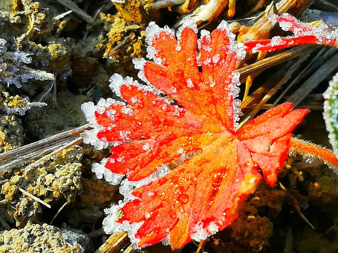 草木人间的丁香花,草木人间夏天