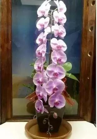 极品中的精品兰花,带你回忆天价兰花蕙兰篇