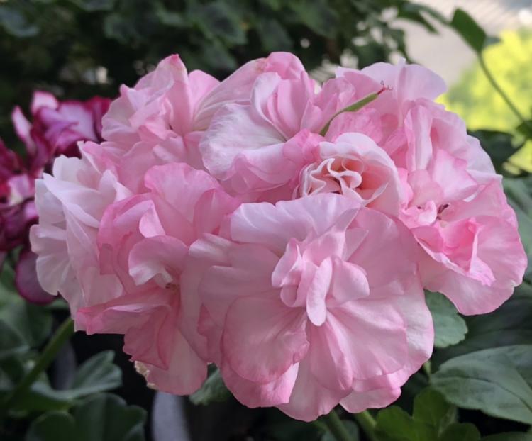 这种花别乱浇水水越多越不开花,这种花不怕冷好养易活