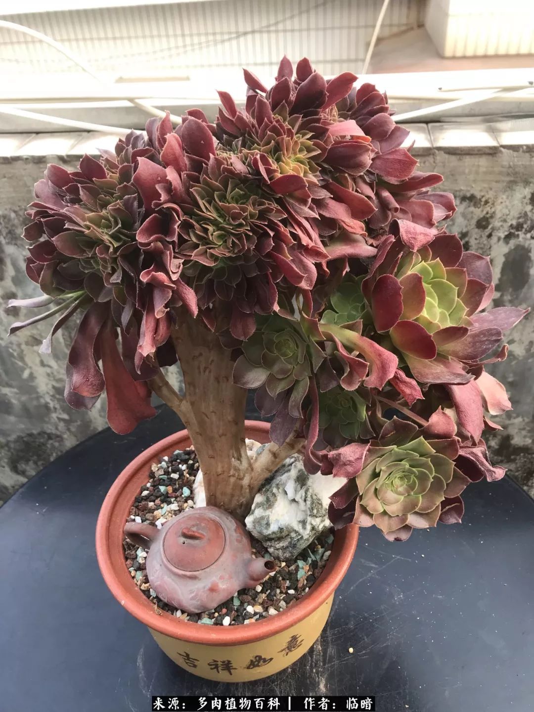 多肉带给我的感情,多肉给人们带什么作用