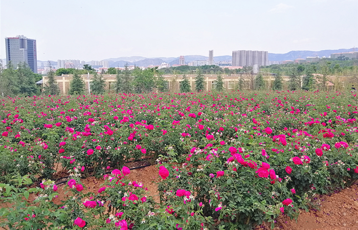 云南大学食堂里有哪些特色美食,云南大学食堂推出20余道玫瑰料理