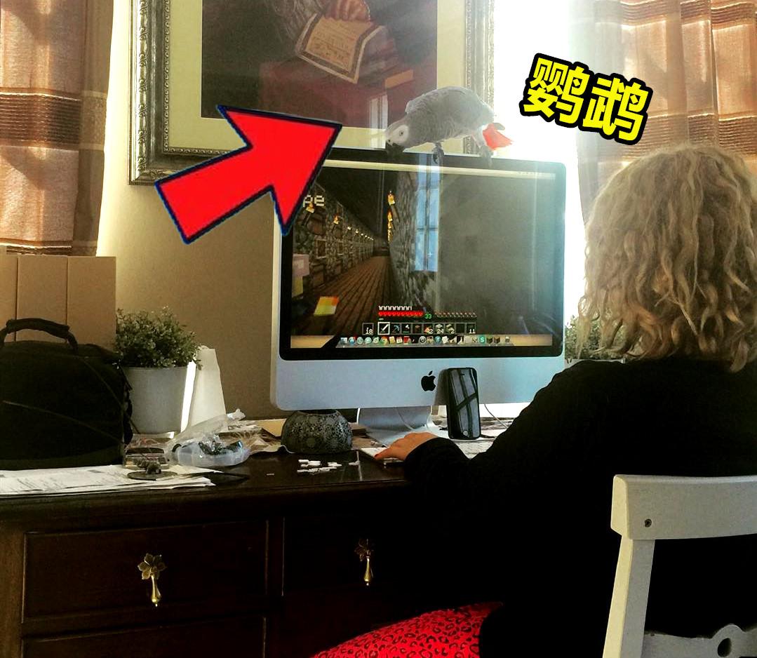 我的世界mc宠物生存合集,我的世界五个玩家喜欢的宠物