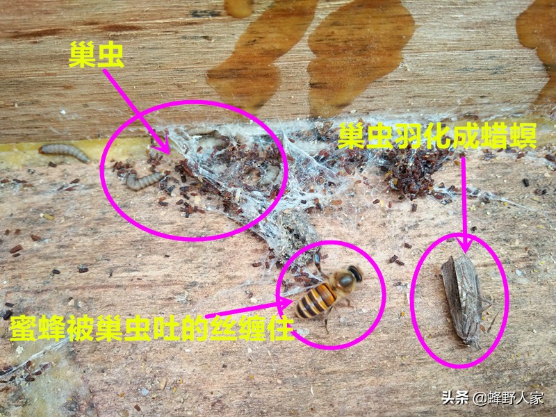 巢虫其实不可怕,巢虫是蜜蜂最大的天敌