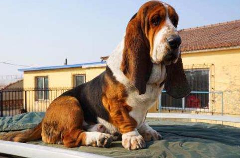 狗界体味严重的几种狗你知道几个,小型犬不掉毛无体味的狗排名