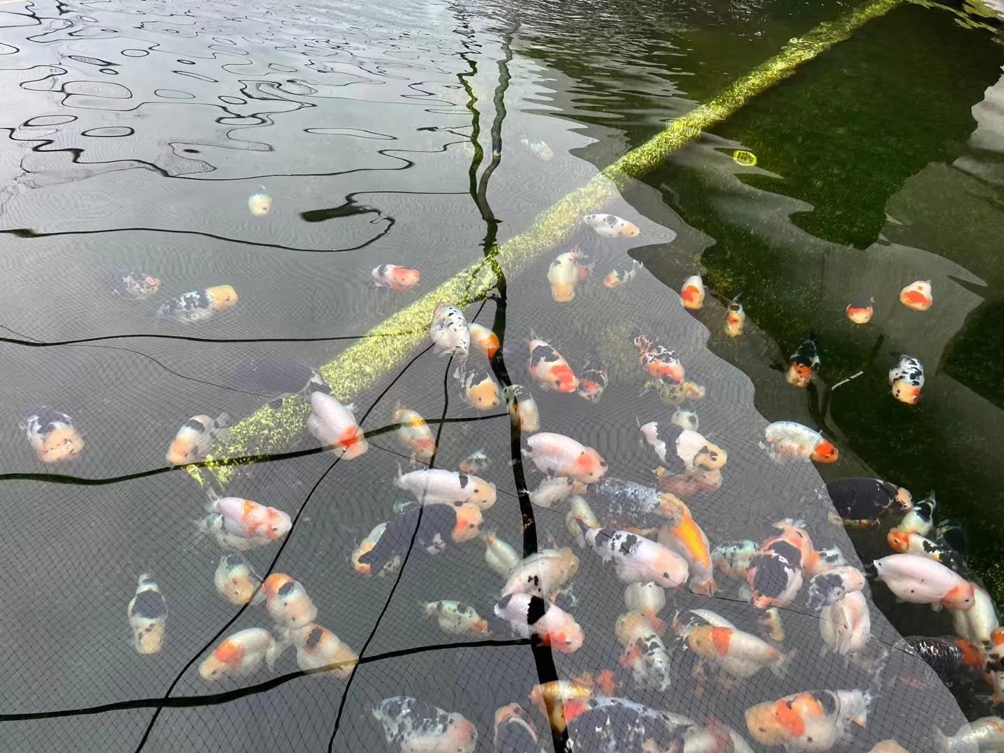 金鱼换水方法图解,金鱼怎么换水比较好