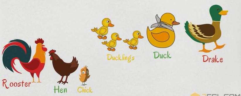 动物英语名称视频大全,兔小贝英语宝典动物名称