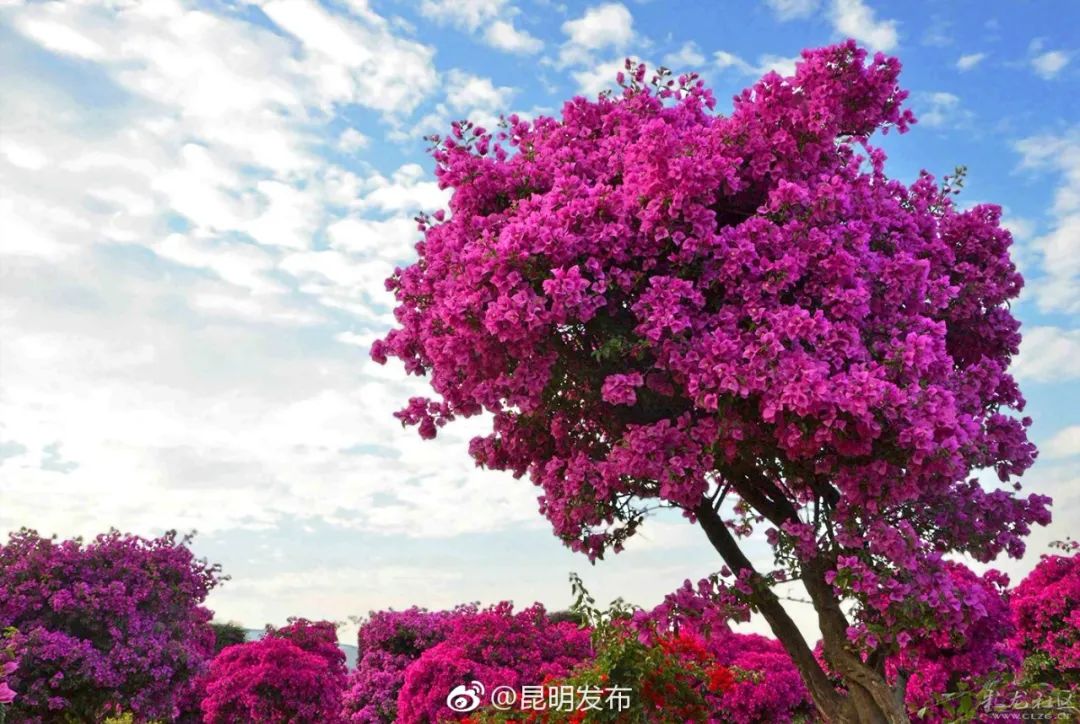 被大理丽江掩盖风头又怎样？它才是云南No.1！5月它太美了