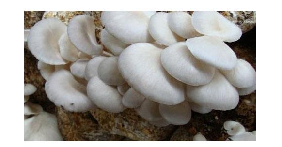 皮肤病喝中药可以吃什么水果,皮肤病忌口带叶的蔬菜吗