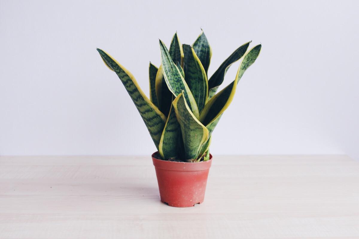 家里放什么花卉去甲醛比较好,客厅养什么绿植最好去甲醛