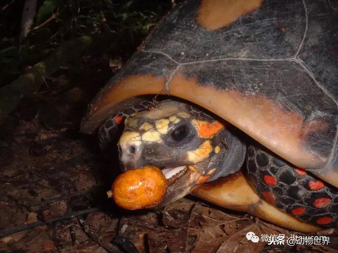 红腿象龟新手入门教程,黄腿象龟